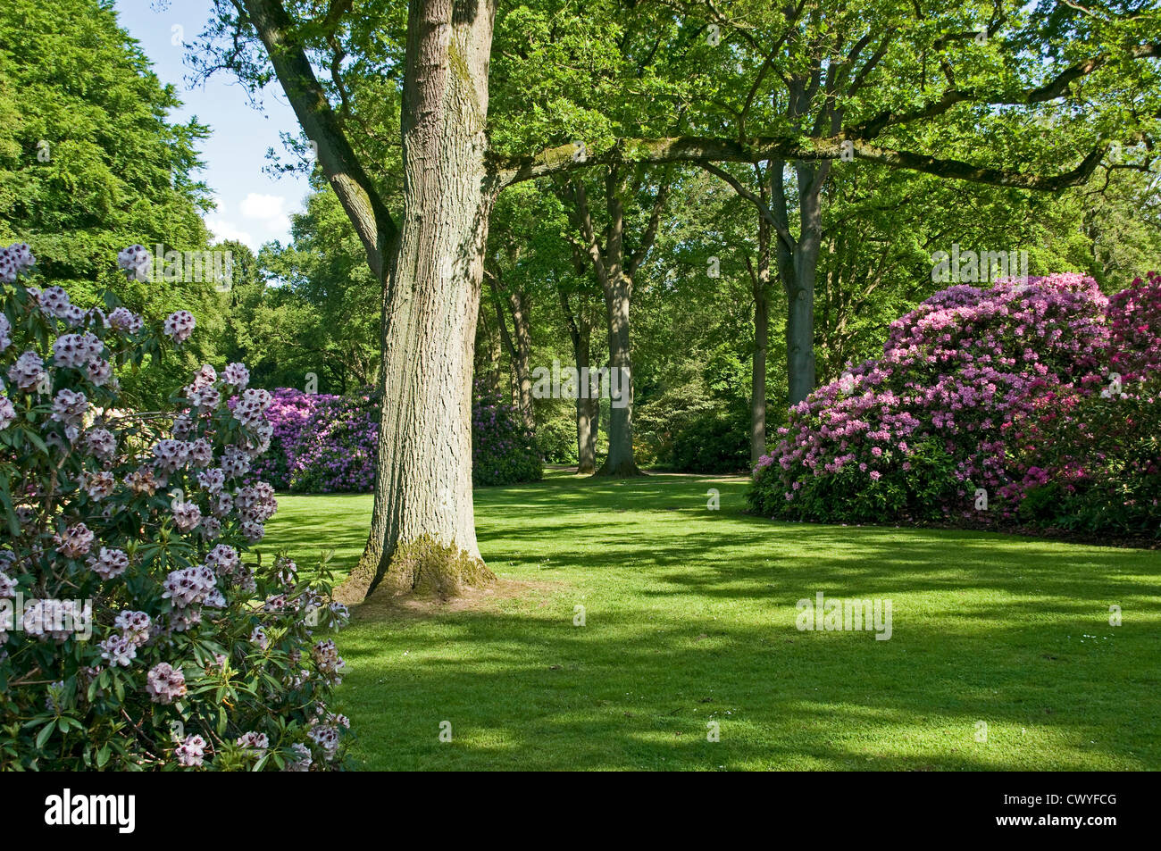 Azaleas in park, Bremen, Germany, Europe Stock Photo