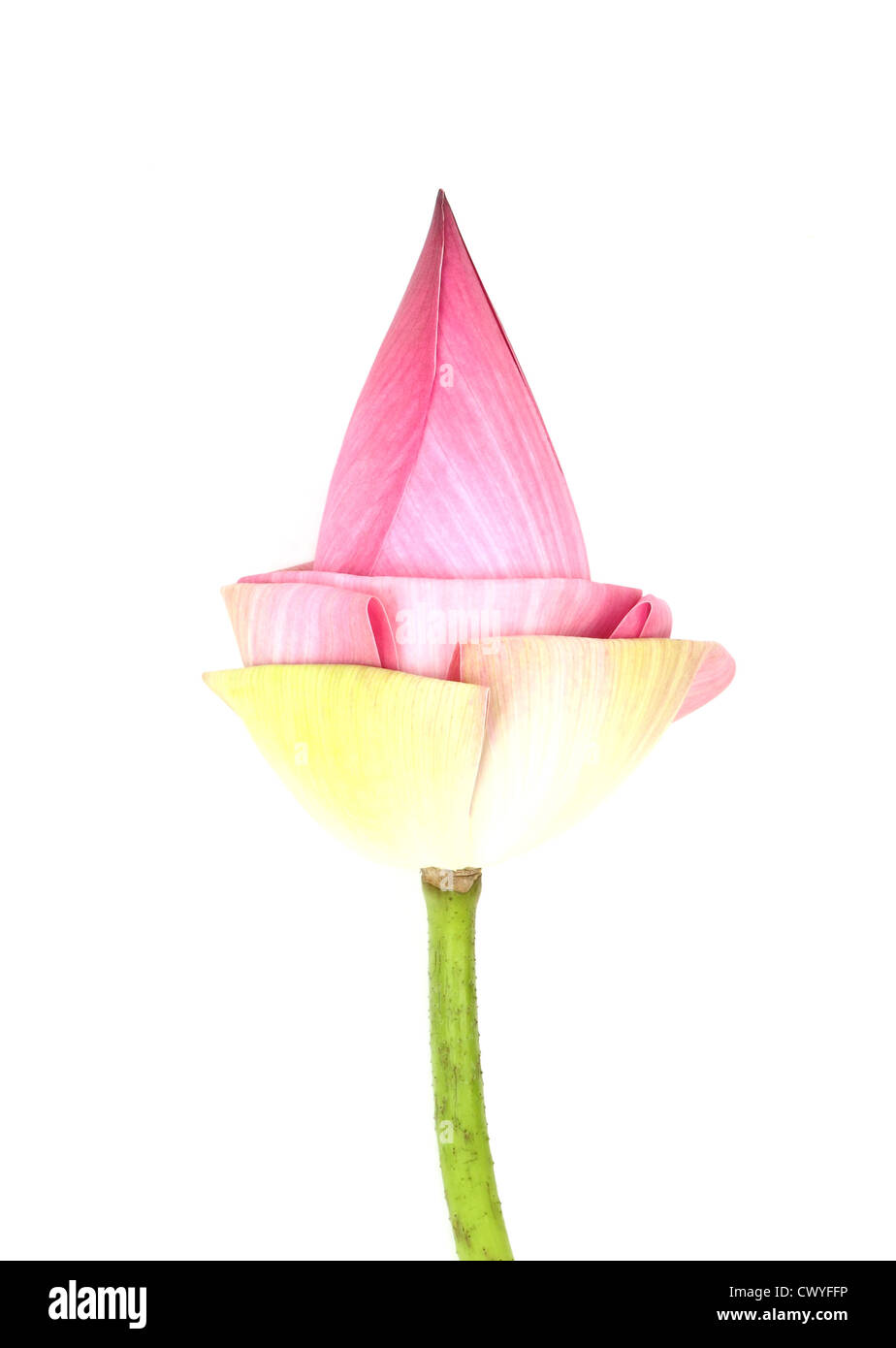 Bud lotus on white background Stock Photo