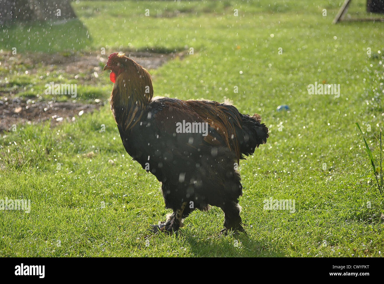 Gold Brahma Chicken in the rain Stock Photo