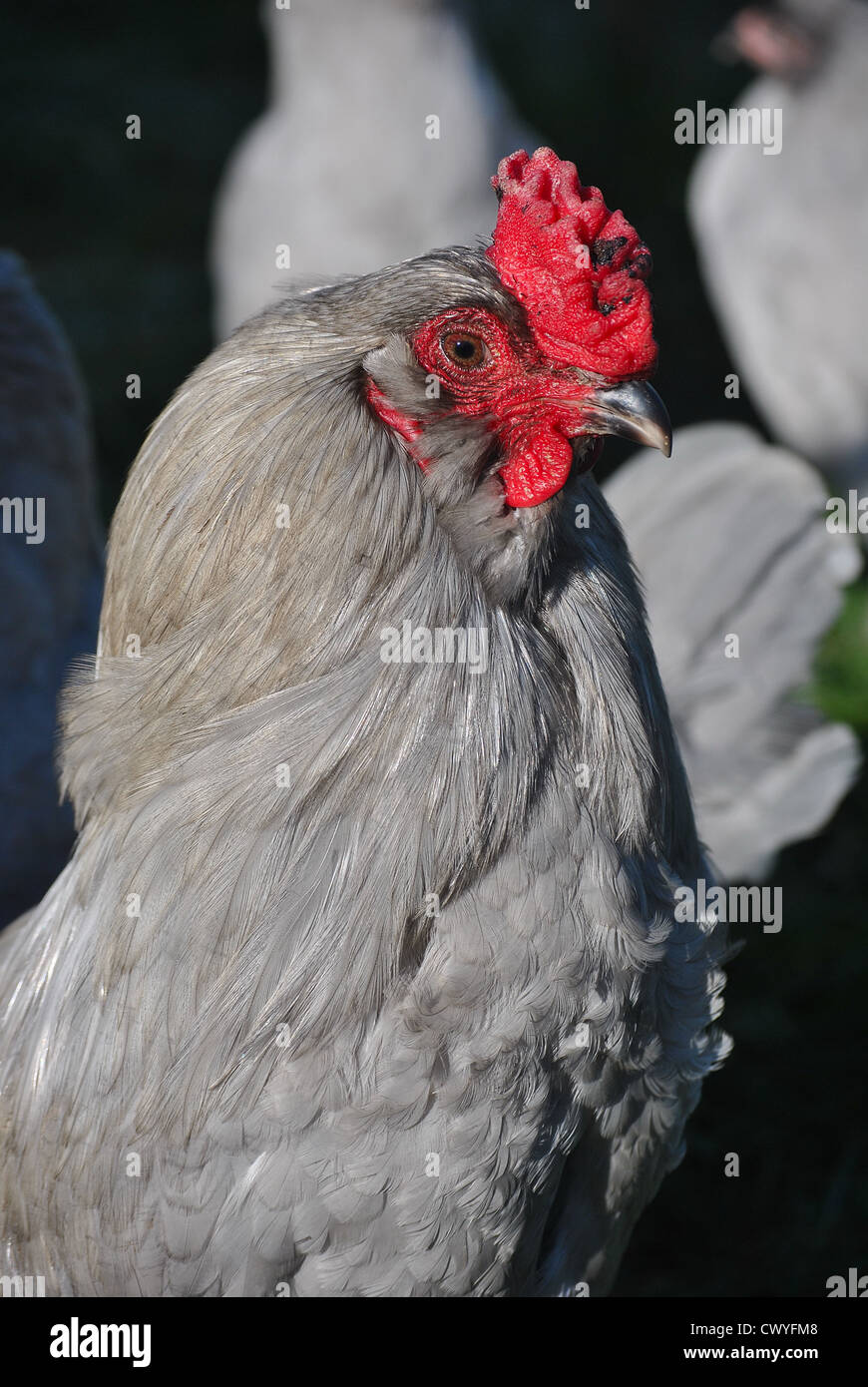 Lavender Araucana Cockerel Head Study Stock Photo