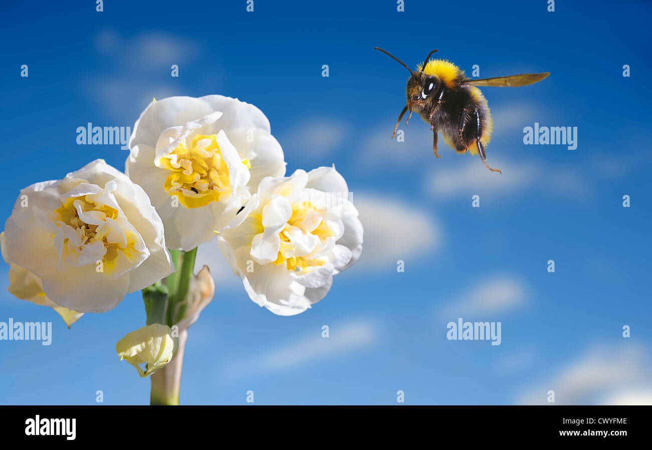 White-tailed bumblebee, Bombus lucorum Stock Photo