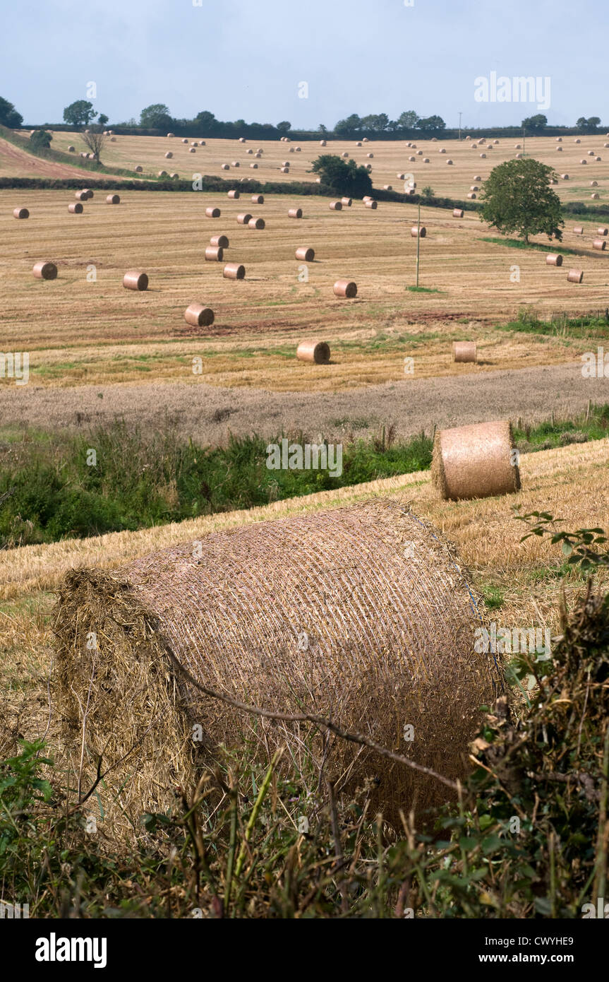 Bales of Hay in Devon fields Stock Photo Alamy