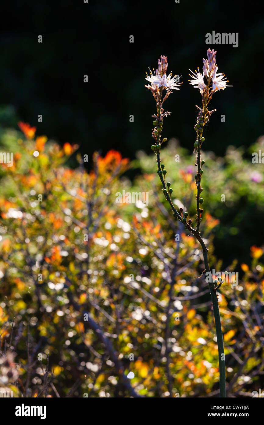 Maquis plant hi-res stock photography and images - Alamy