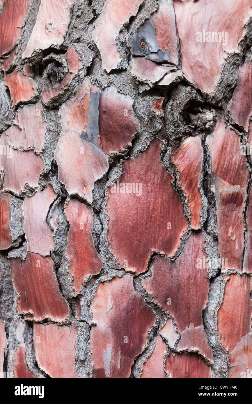 Red bark of a pine tree in natural preserve Corsica, France, close-up Stock Photo