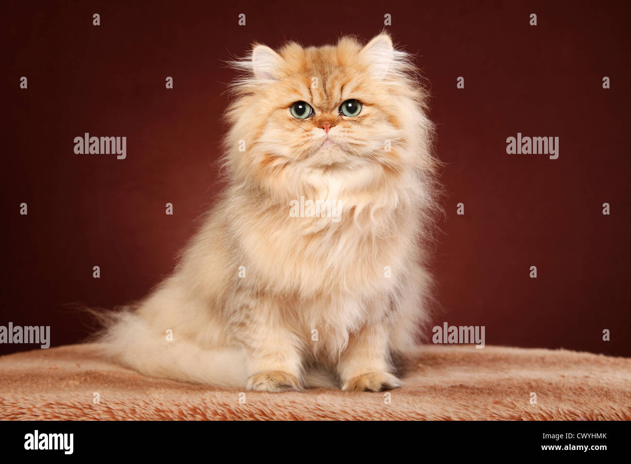 golden chinchilla Perser / persian cat Stock Photo