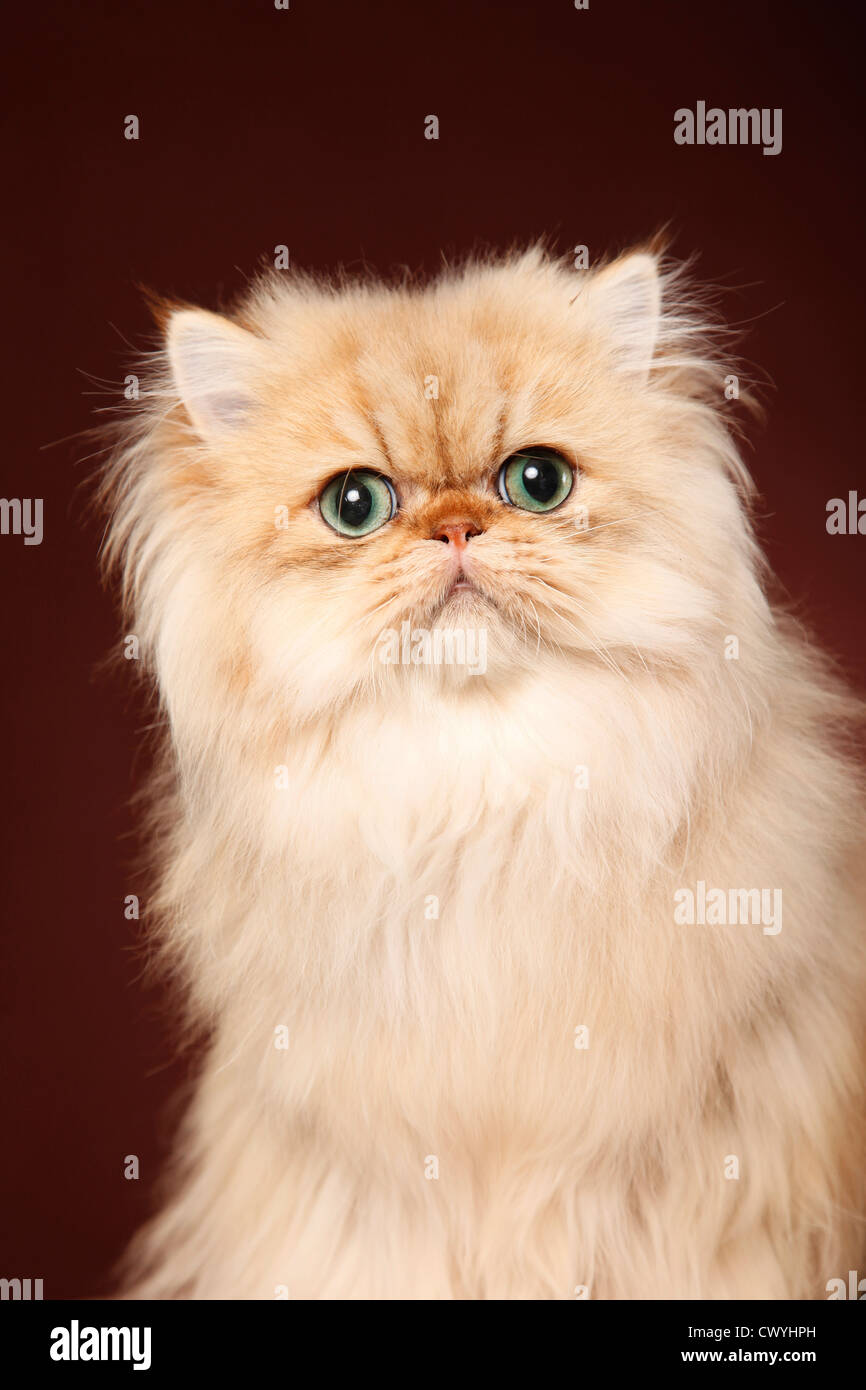 golden chinchilla Perser / persian cat Stock Photo Alamy