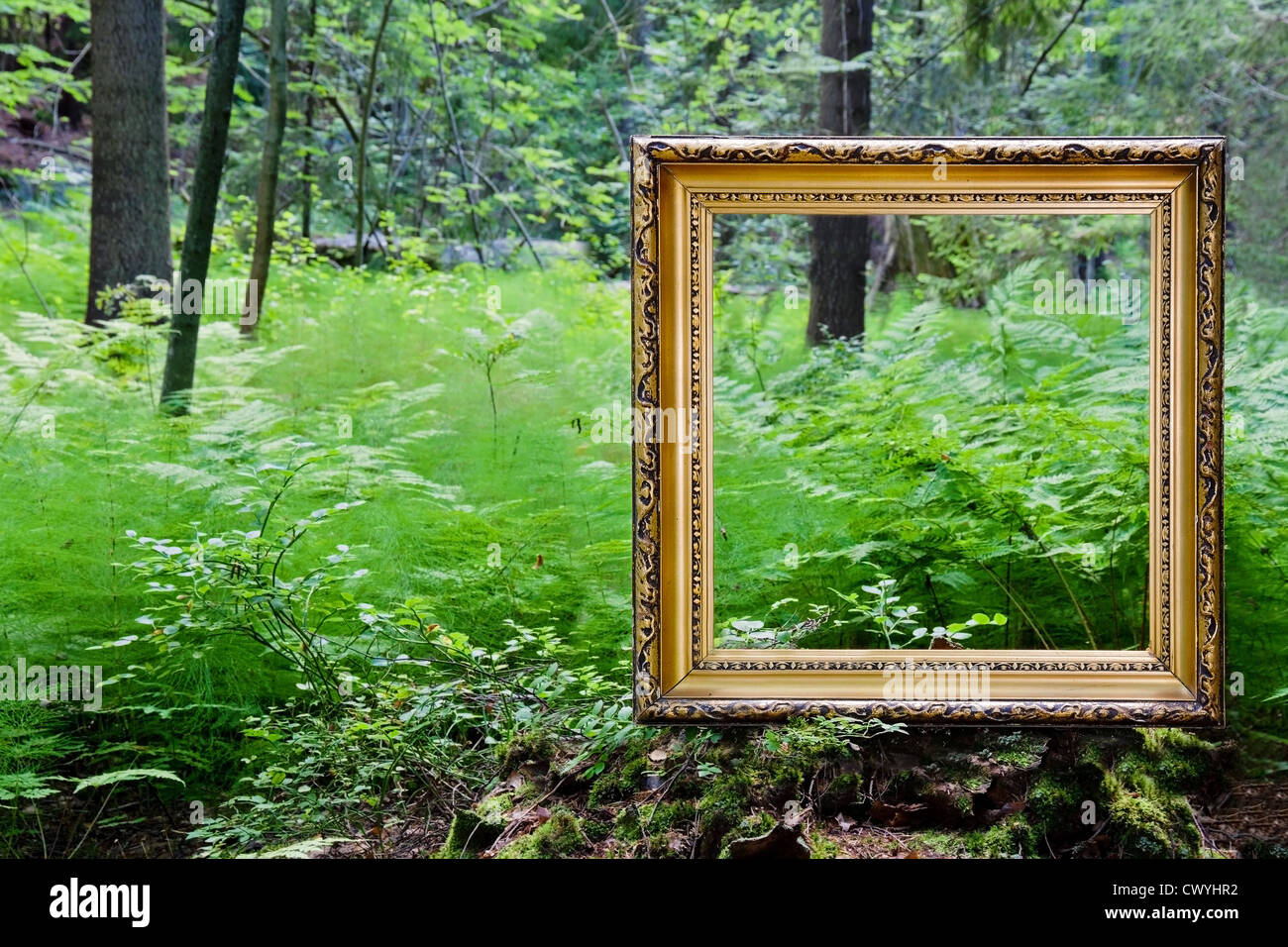 Empty golden vintage frame in nature outdoors, with green forest summer ...