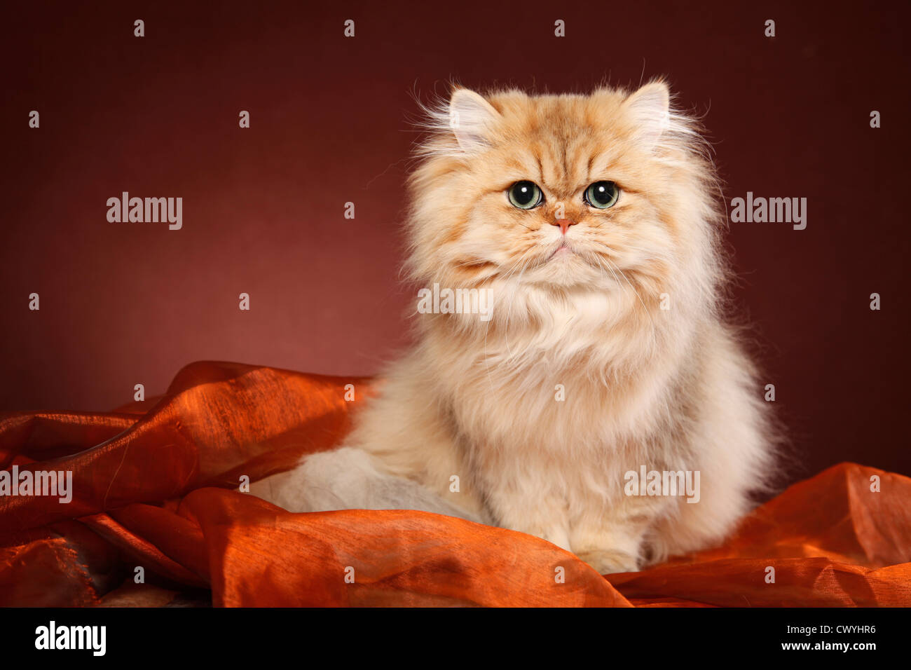 golden chinchilla Perser / persian cat Stock Photo - Alamy