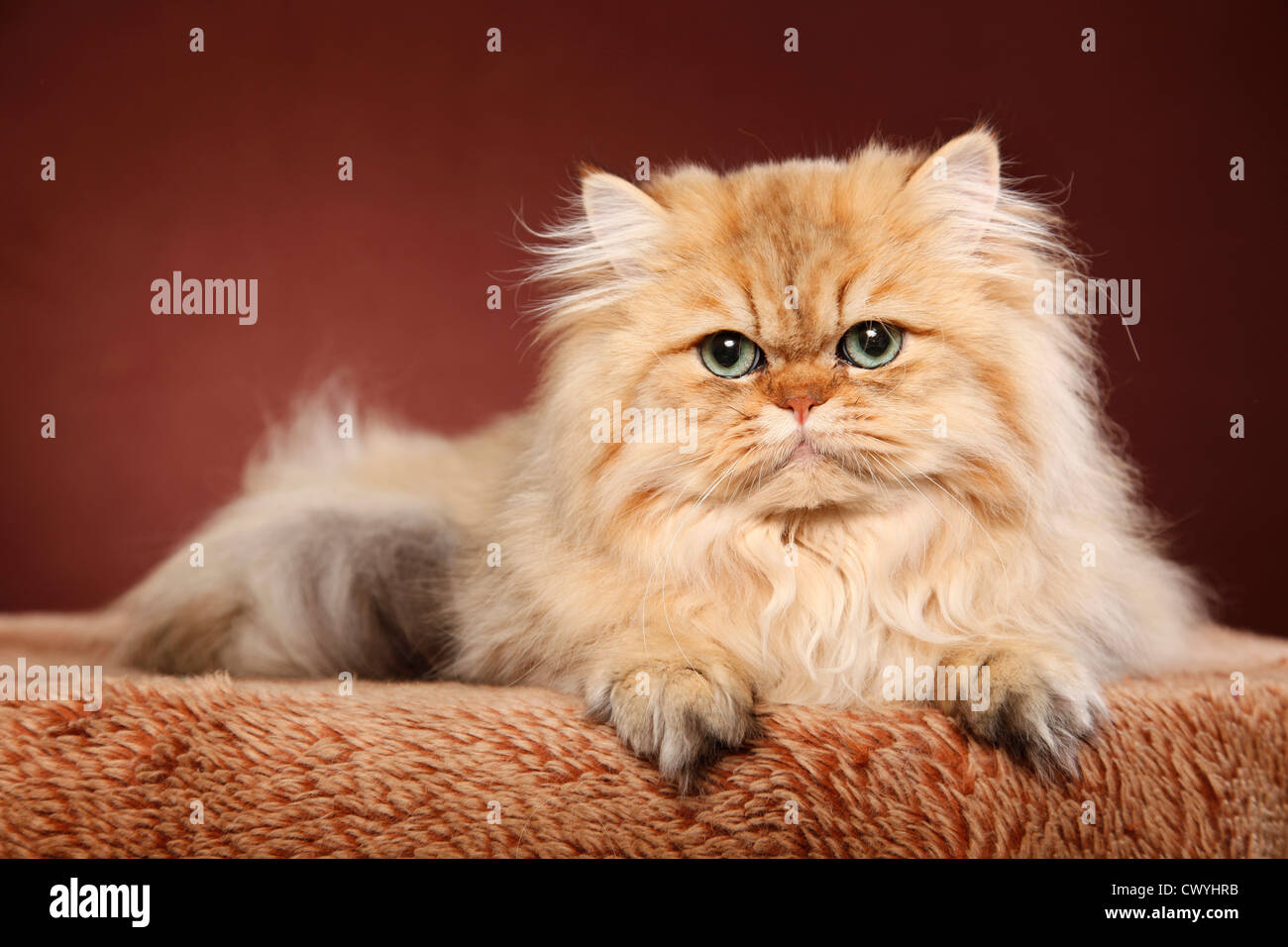 golden chinchilla Perser / persian cat Stock Photo