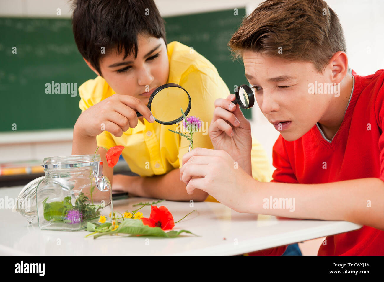 Two schoolboys examining blossoms in classroom Stock Photo