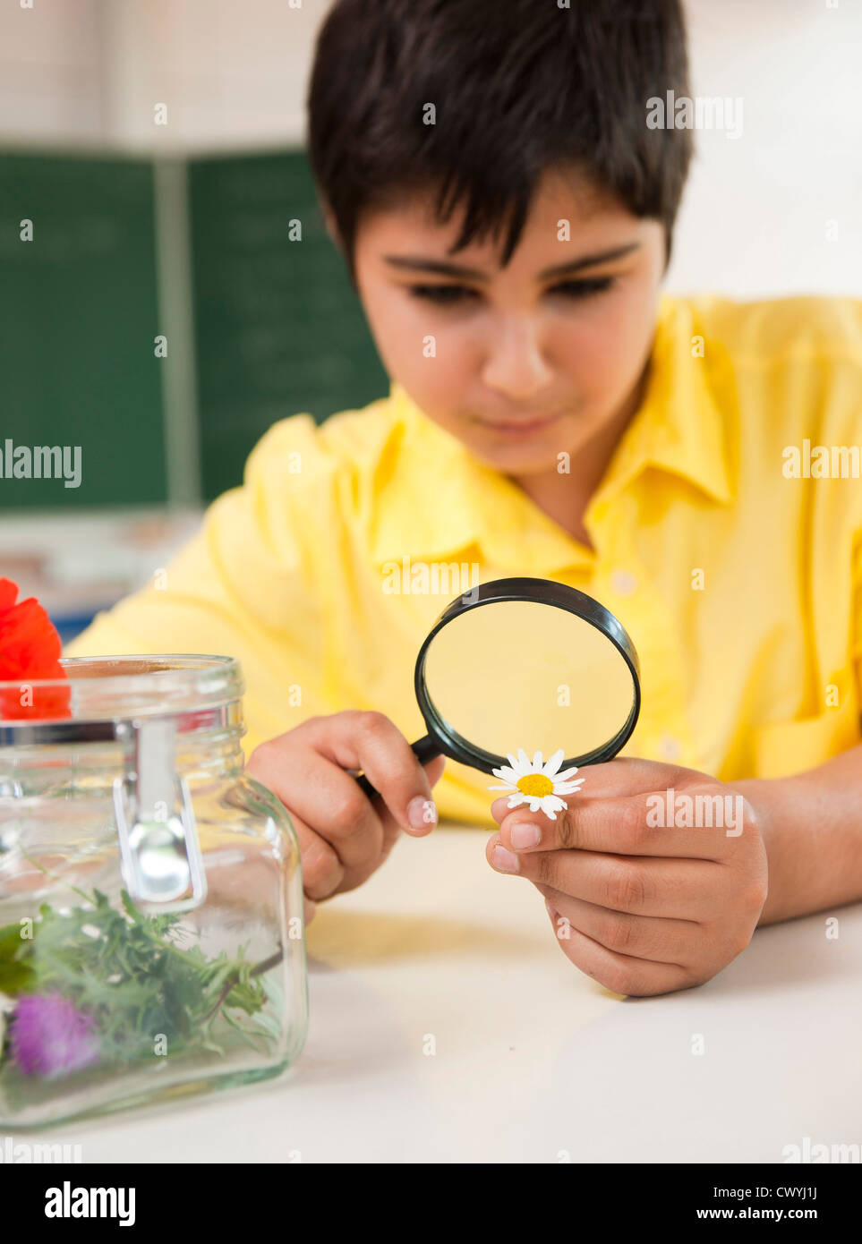 Schoolboy examining daisy in classroom Stock Photo