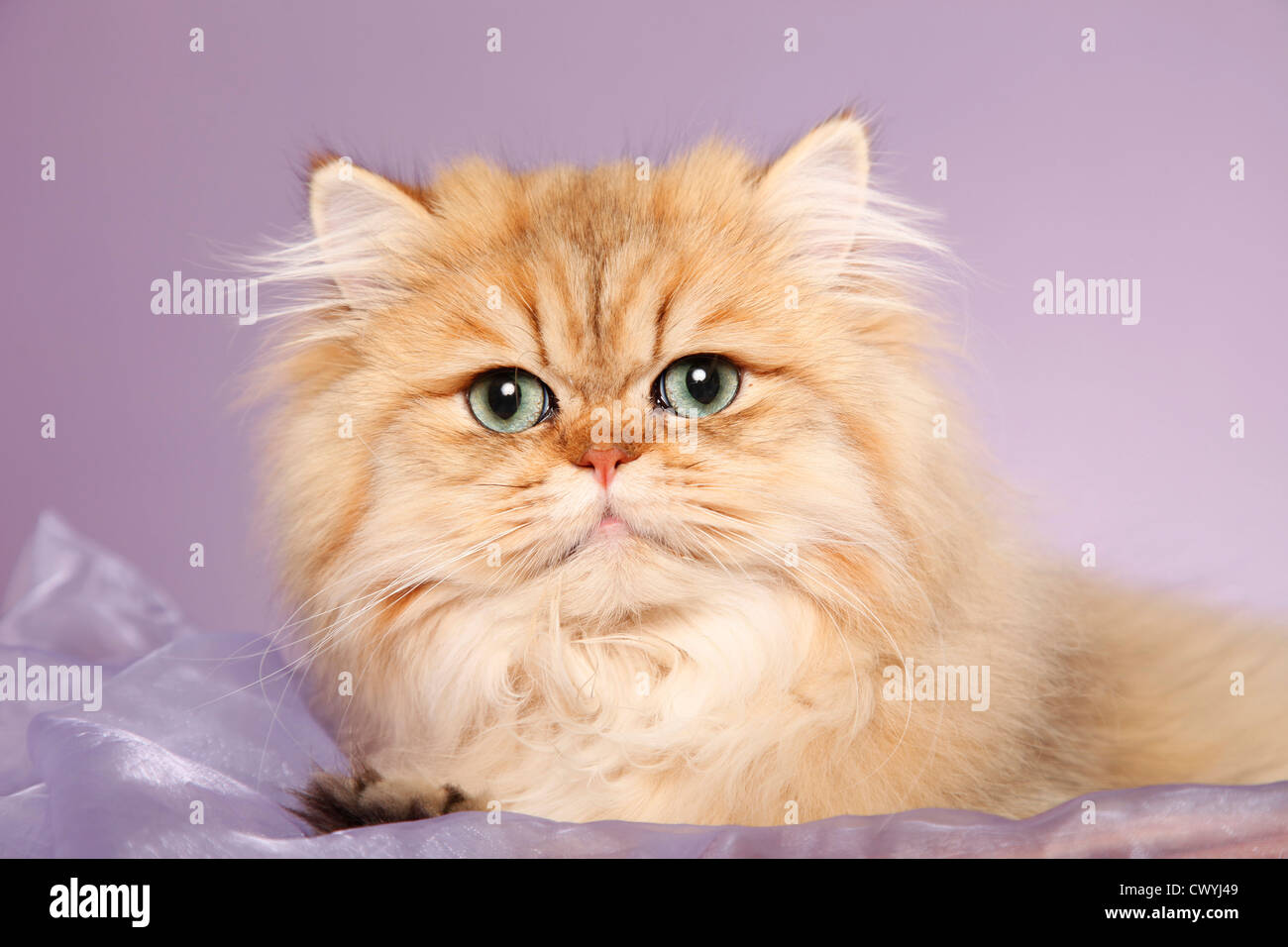 golden chinchilla Perser / persian cat Stock Photo