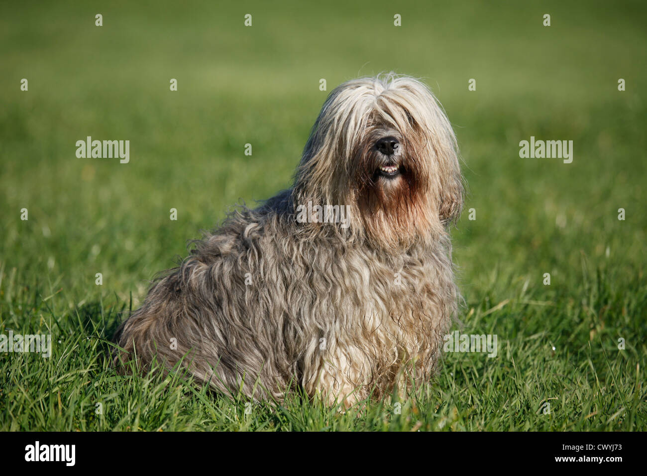 Polnischer Niederungshütehund / Polish lowland sheepdog Stock Photo