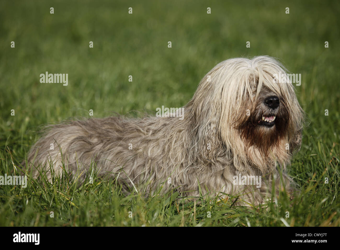 Polnischer Niederungshütehund / Polish lowland sheepdog Stock Photo