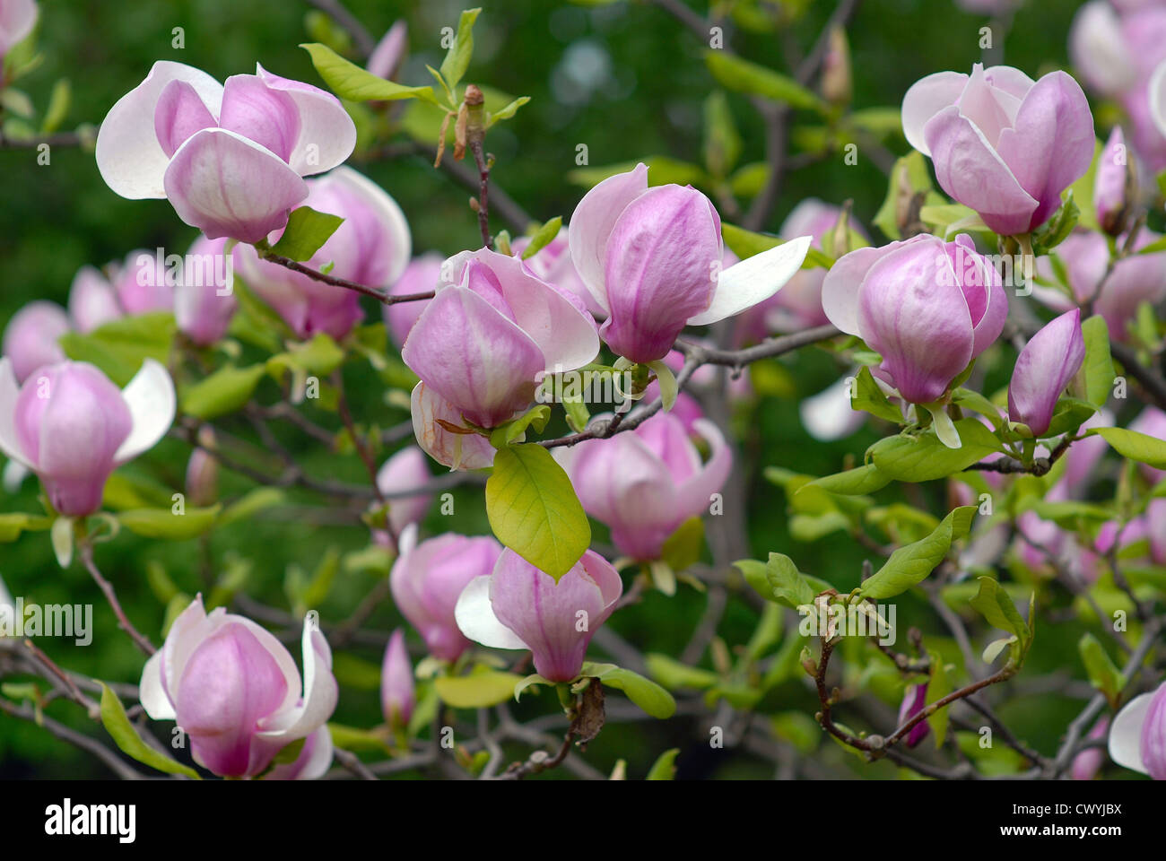 Blossoming magnolia against a green grass Stock Photo