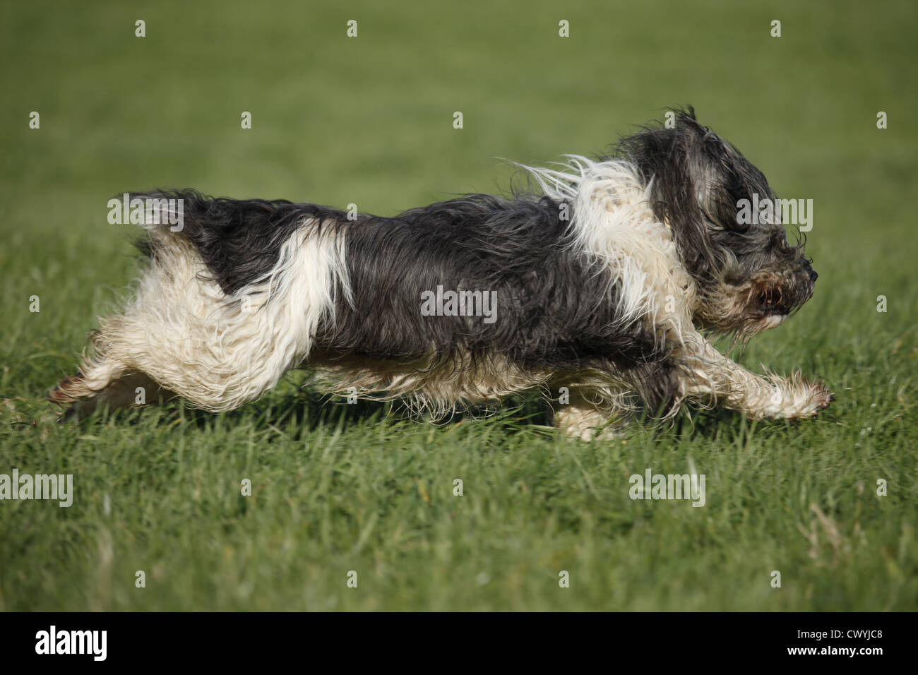 Polnischer Niederungshütehund / Polish lowland sheepdog Stock Photo