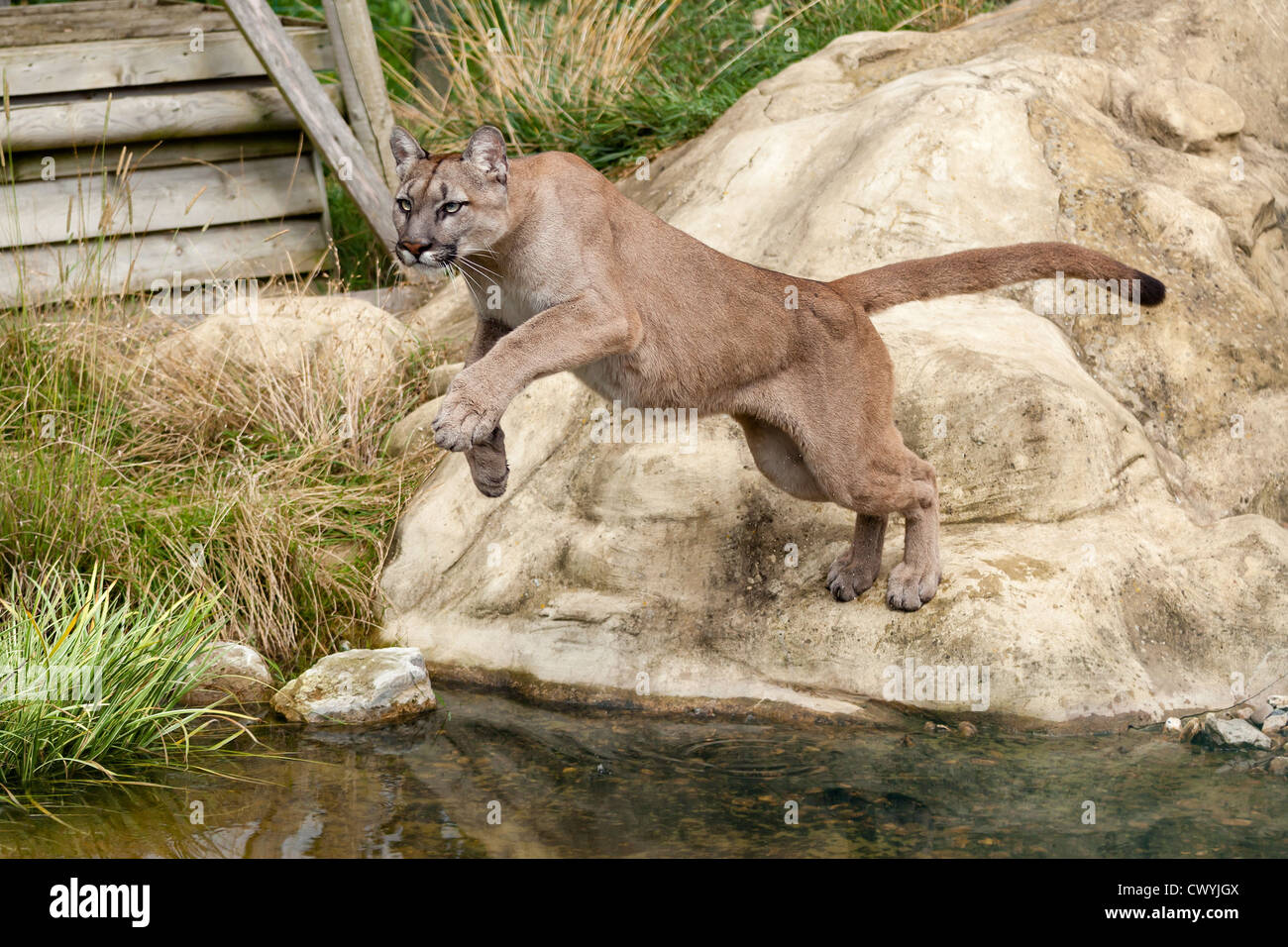 Leaping puma hi-res stock photography and images - Alamy