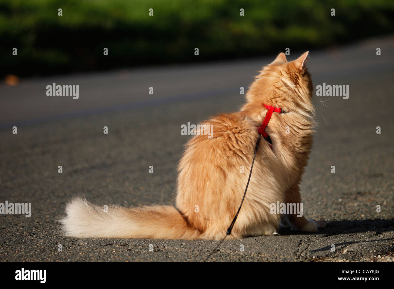 Outdoor Cat With Harness High Resolution Stock Photography and Images ...