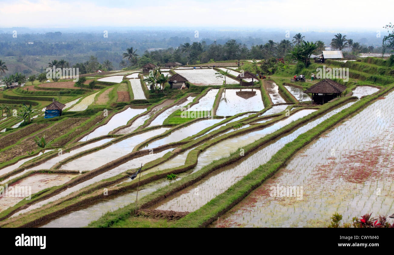 Terraced rice paddies with crops. Bali, indonesia Stock Photo