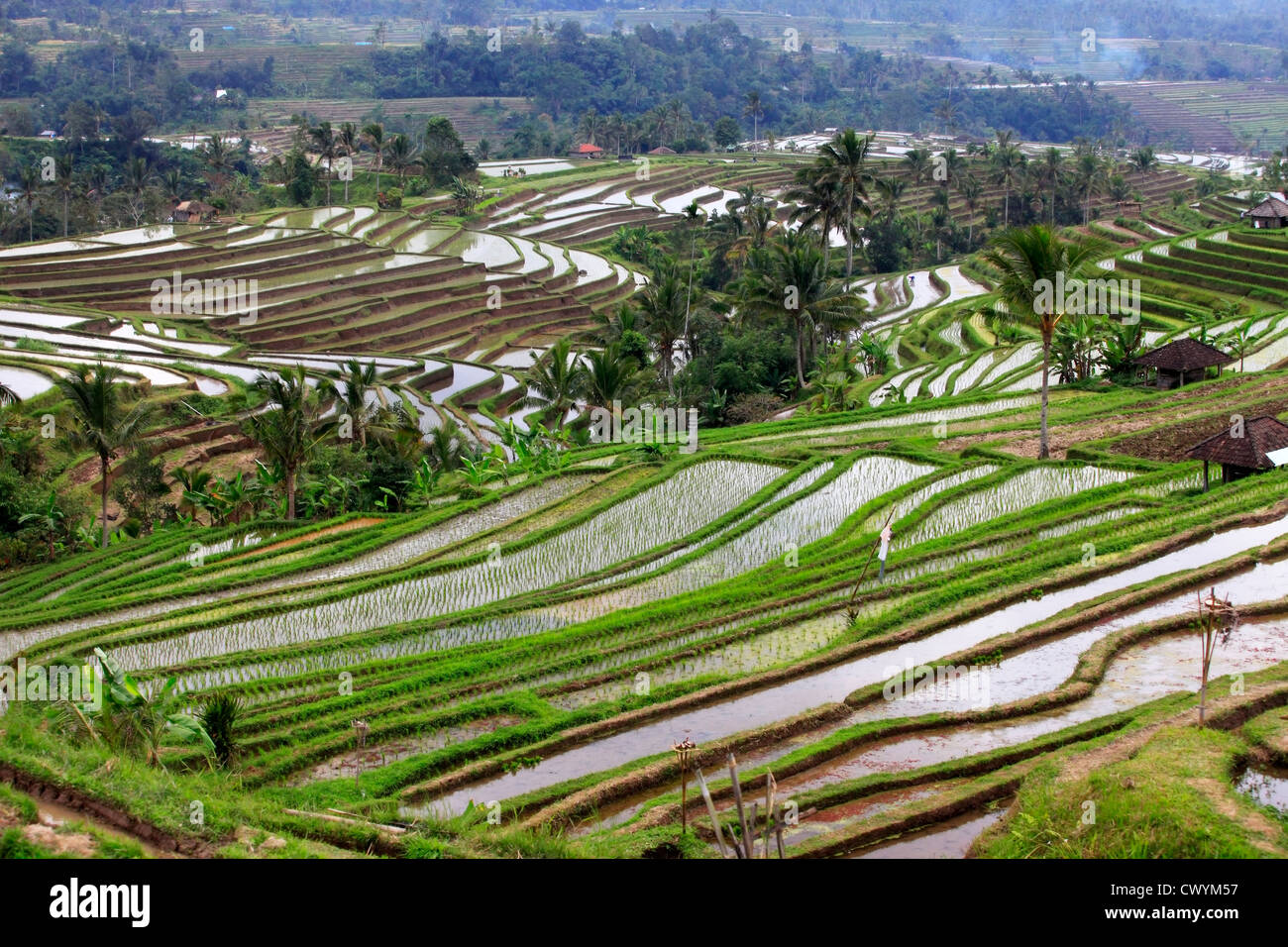 Terraced rice paddies with crops. Bali, indonesia Stock Photo