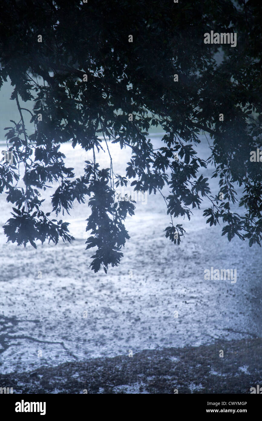 Rain falling With Foliage Overhang Stock Photo Alamy