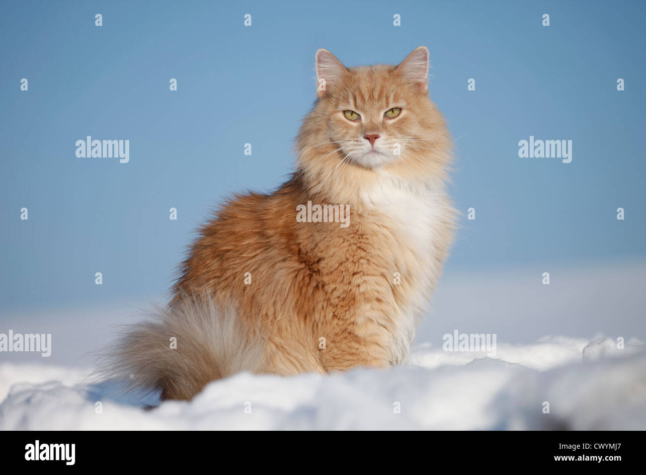 Siberian Cat in snow Stock Photo - Alamy