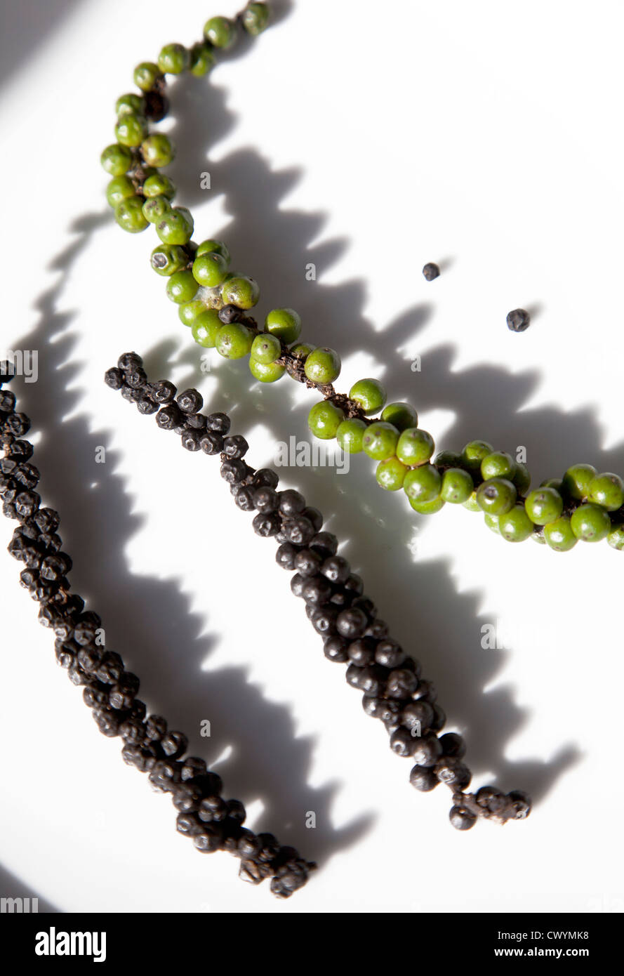 Green and Black Peppercorns on stem Stock Photo Alamy