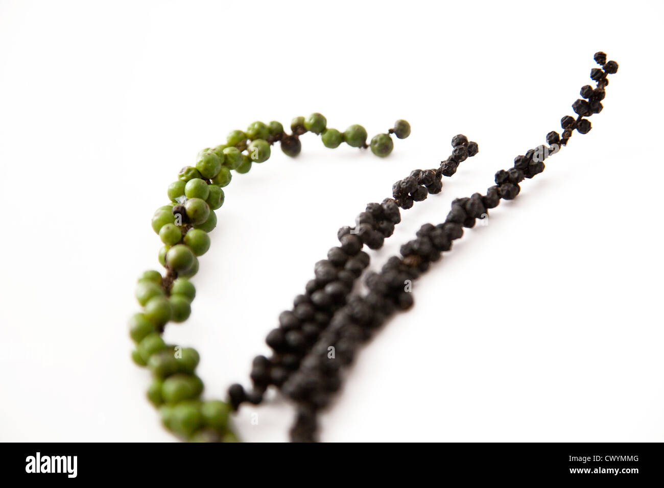 Green and Black Peppercorns on stem Stock Photo Alamy