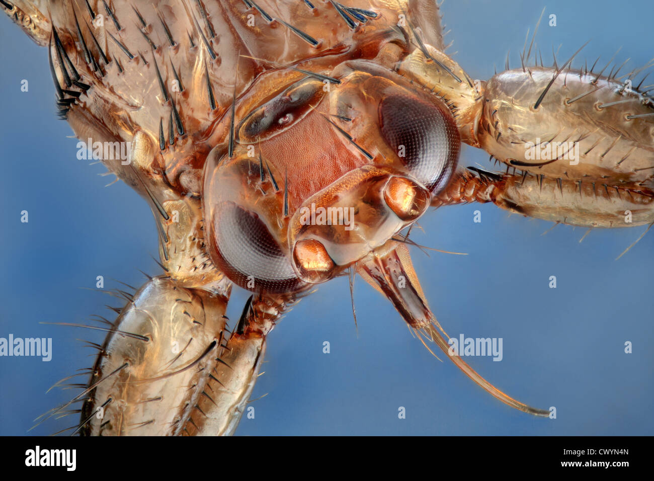 Head of a deer fly (Lipoptena cervi), macro shot Stock Photo