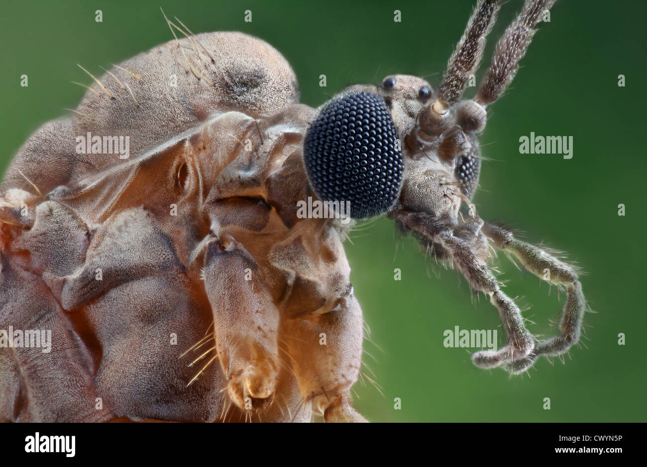 Winter gnat (Trichocera annulata), macro shot Stock Photo Alamy