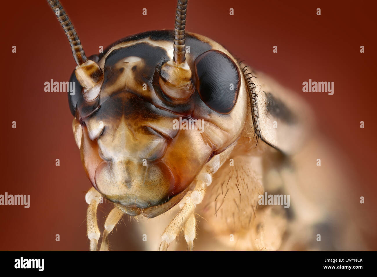 Head of a house cricket (Acheta domestica), macro shot Stock Photo