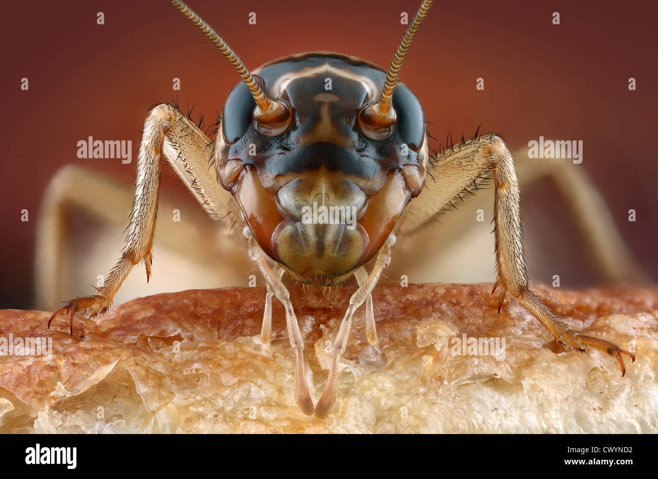 Head of a house cricket (Acheta domestica) on bread, macro shot Stock Photo