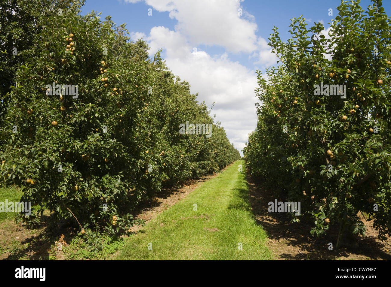 Kent Orchard of Apple trees covered in fruit despite a very wet growing ...