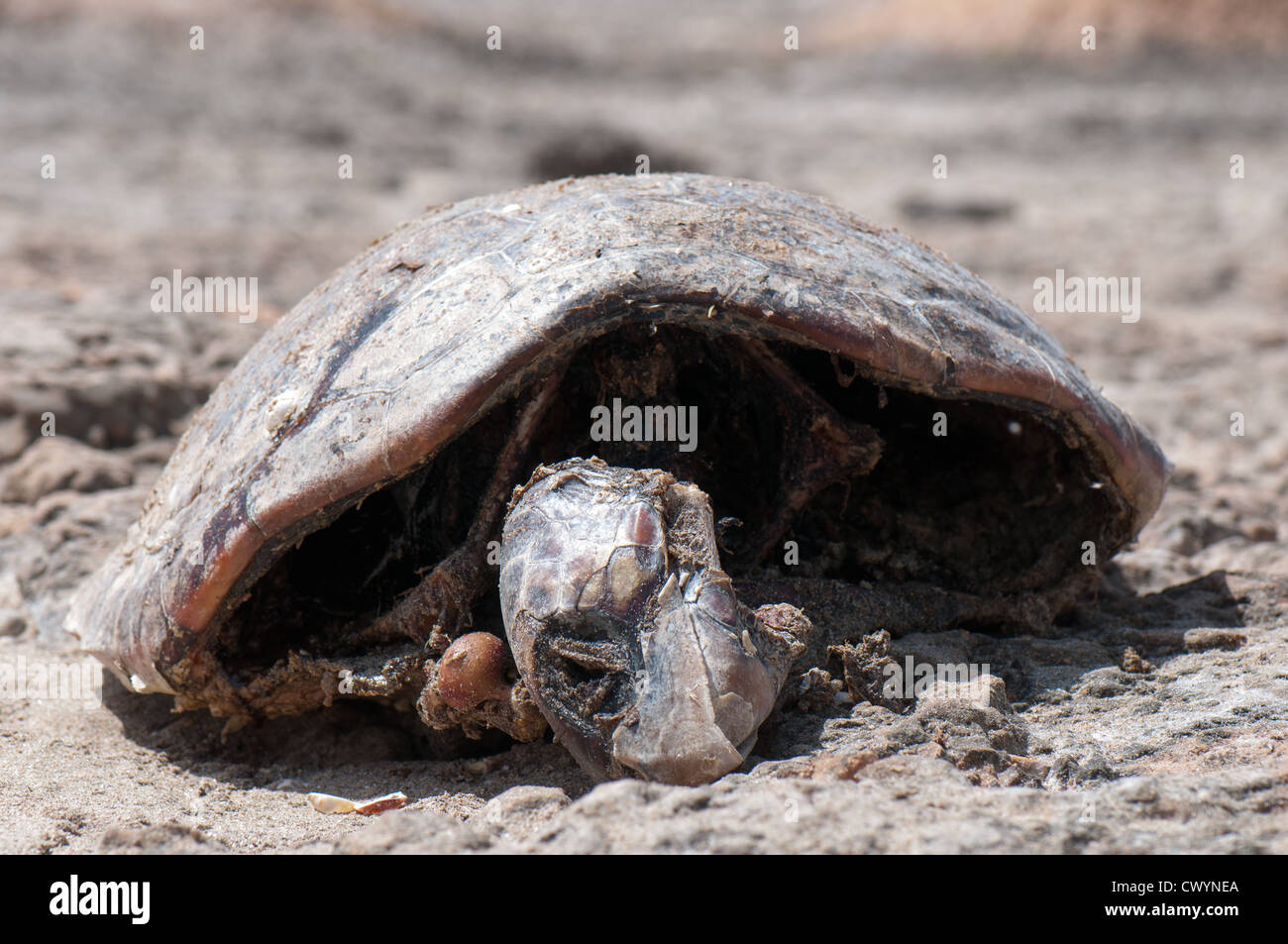 Mass Animal Die-Off concept. A carcase of a Sea Turtle on a beach Stock Photo
