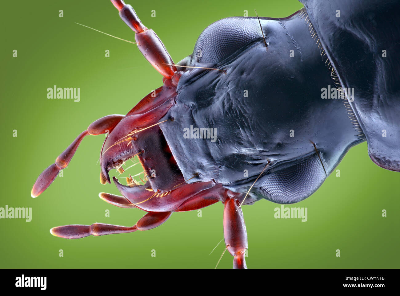 Head of a ground beetle, macro shot Stock Photo