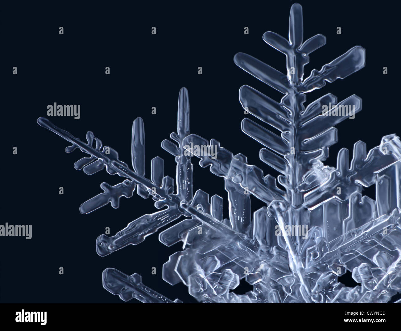 Detail of a real snowflake Stock Photo - Alamy