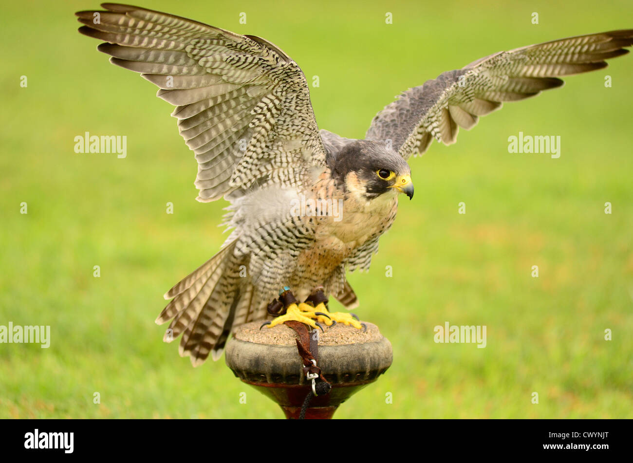 Peregrine falcon on perch UK Stock Photo