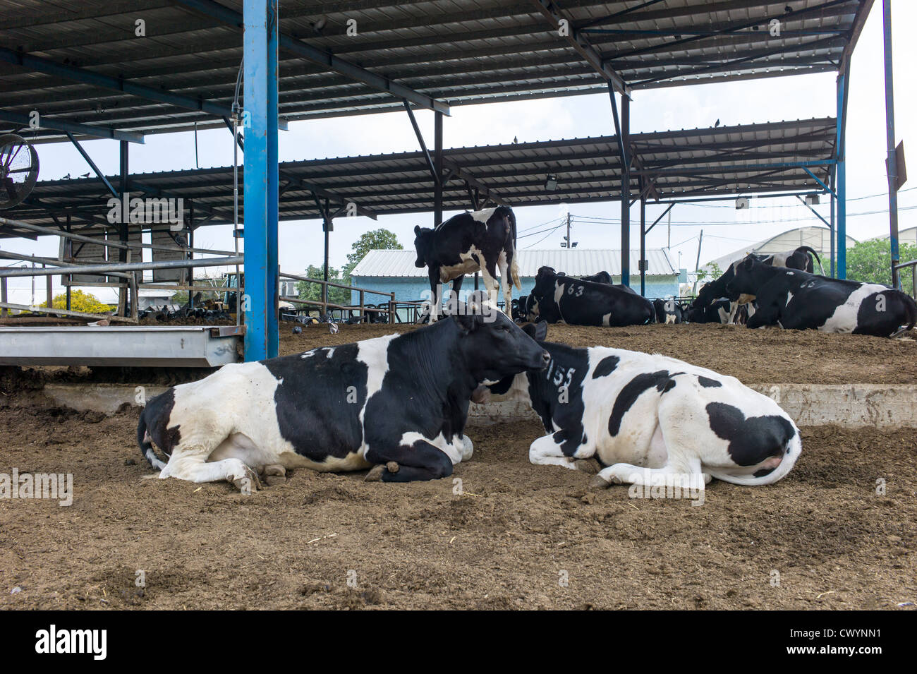 Cows in a cowshed on a dairy farm. Photographed in Israel  Stock Photo