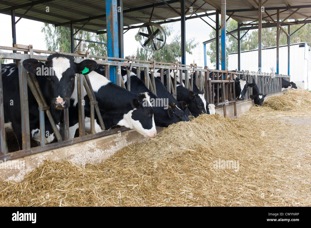 Cows in a cowshed on a dairy farm. Photographed in Israel Stock Photo