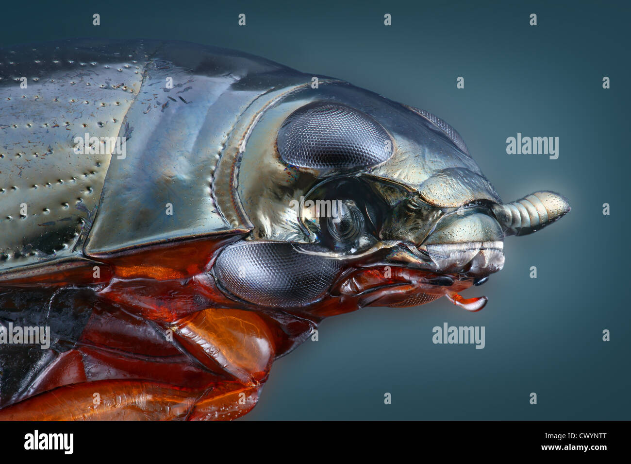 whirligig beetle drawing