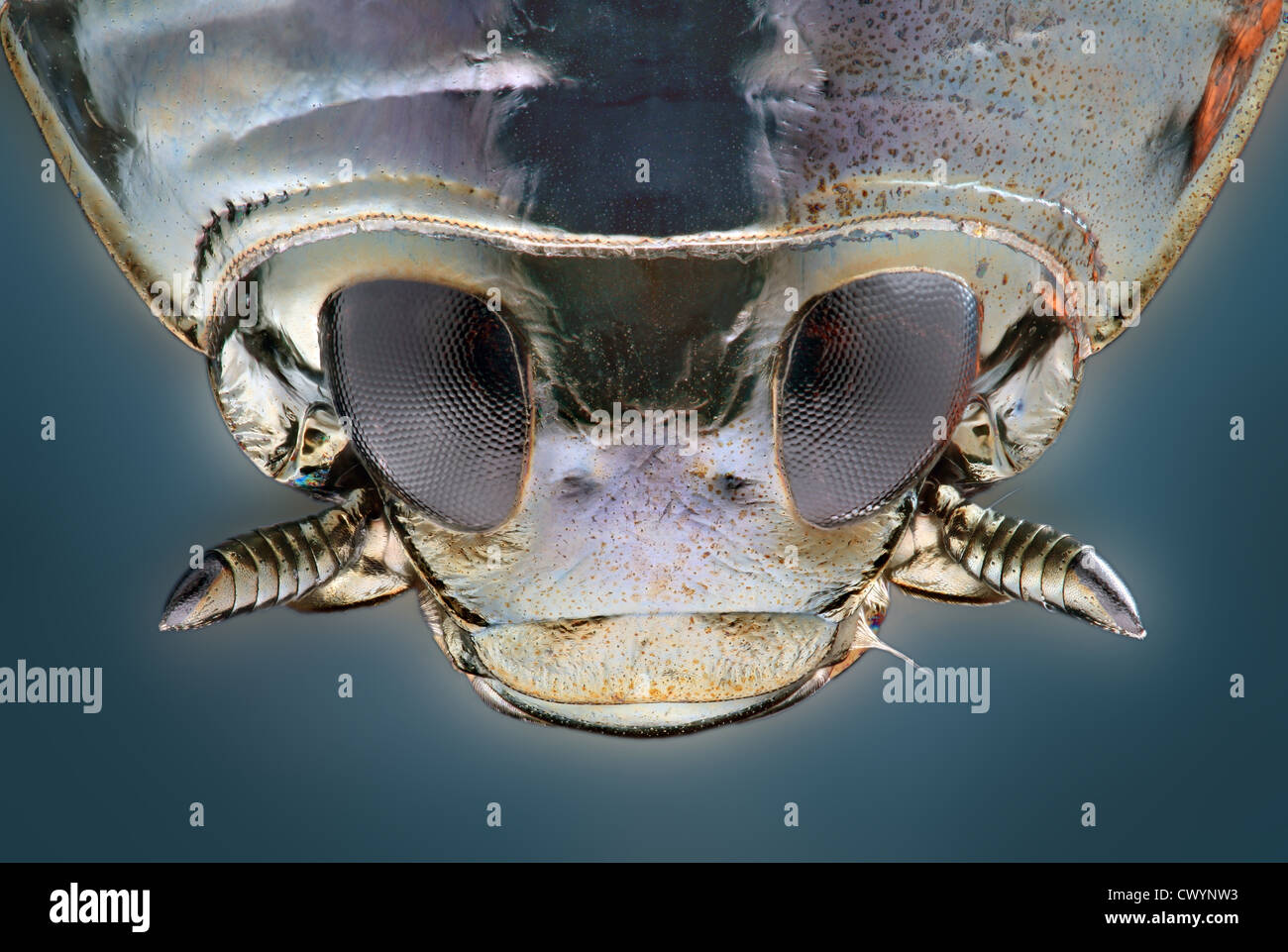 Whirligig Beetle Stock Photos & Whirligig Beetle Stock Images - Alamy
