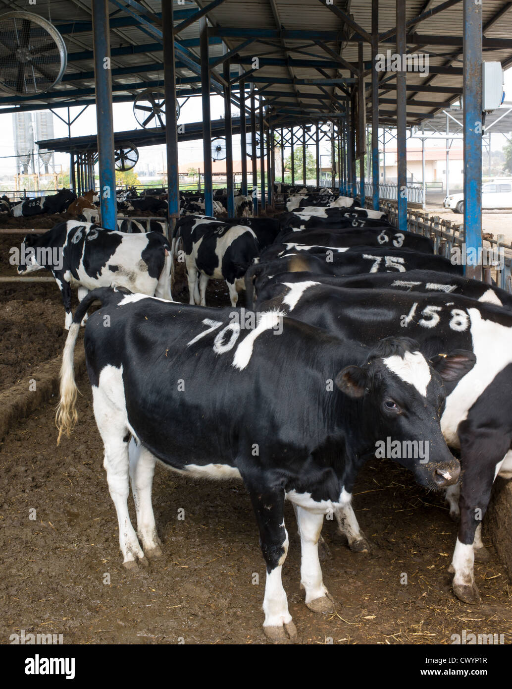 Cows in a cowshed on a dairy farm. Photographed in Israel Stock Photo