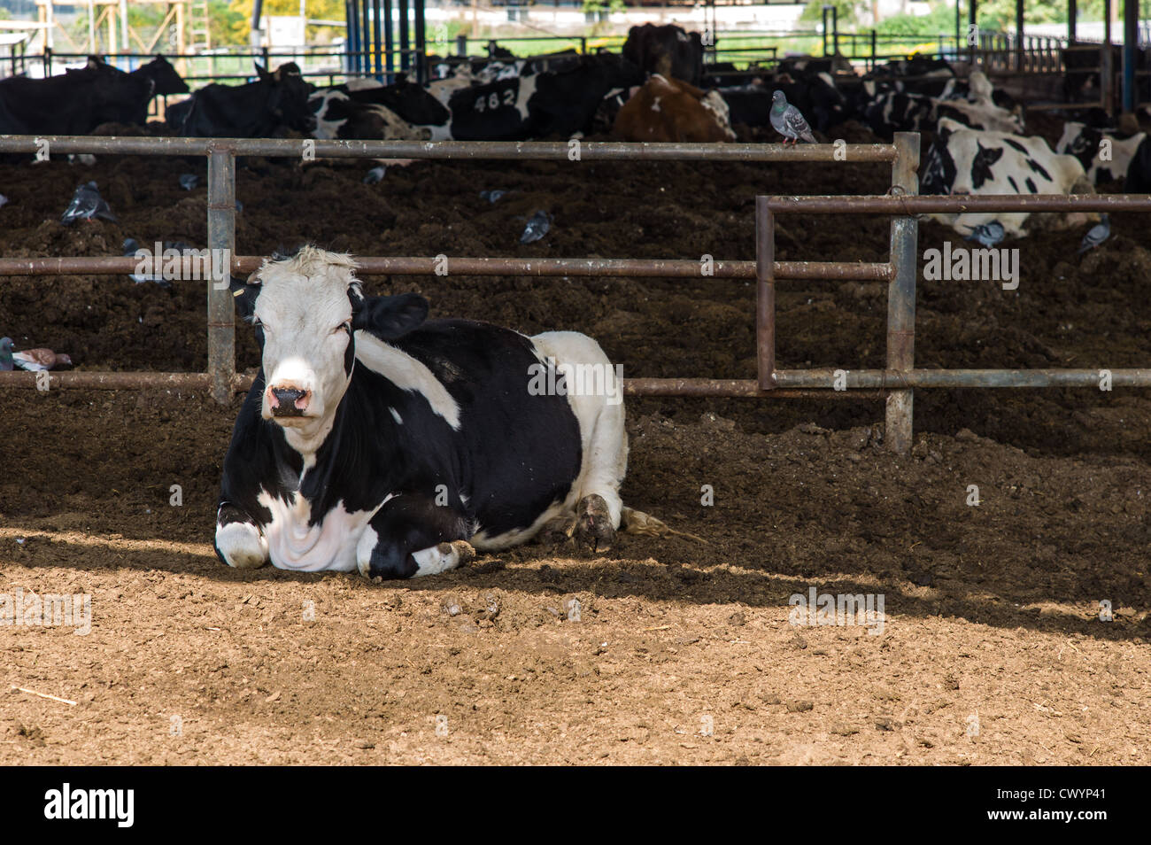 Cows in a cowshed on a dairy farm. Photographed in Israel Stock Photo