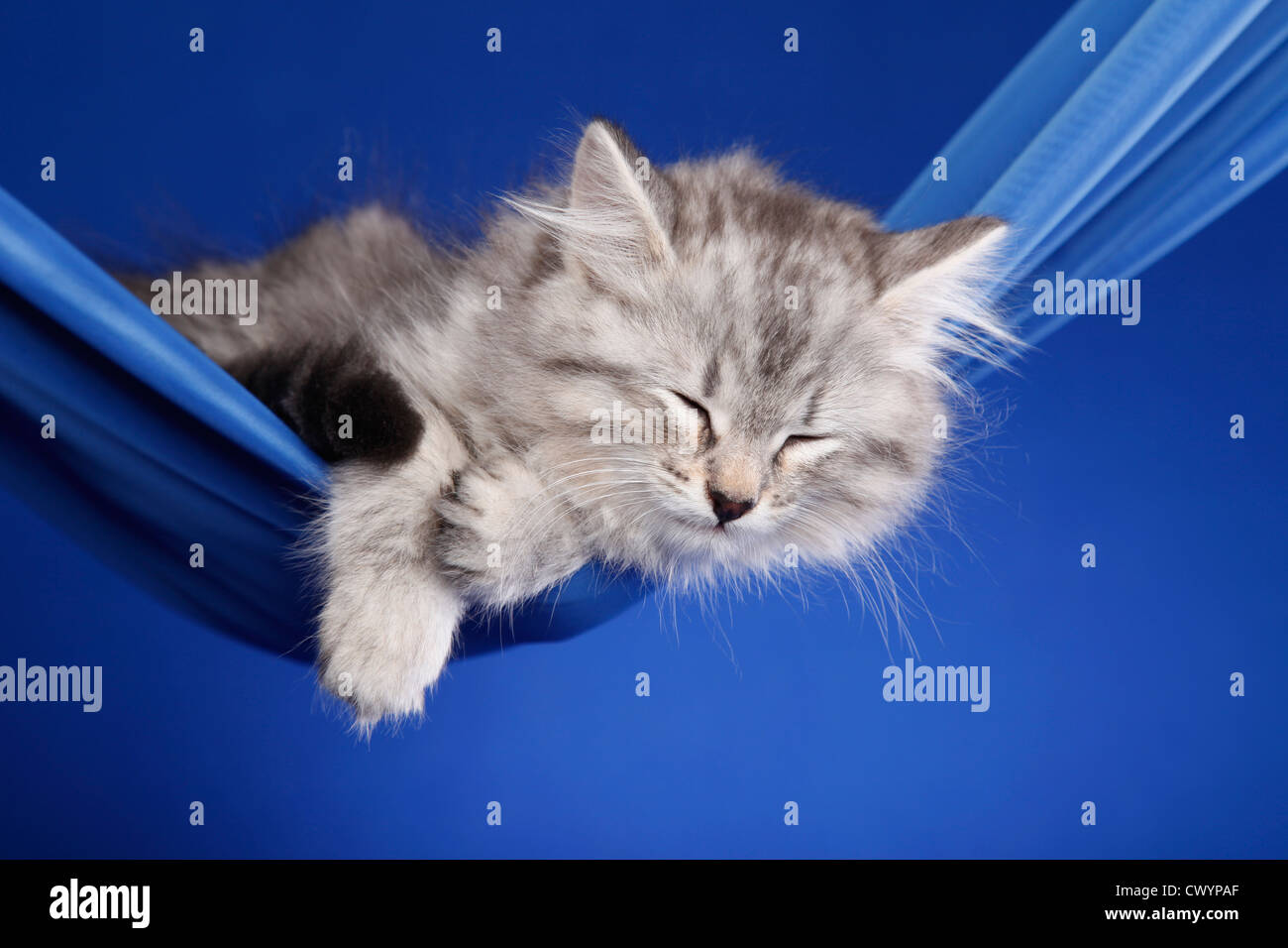 Funny felis catus sleep hires stock photography and images Alamy