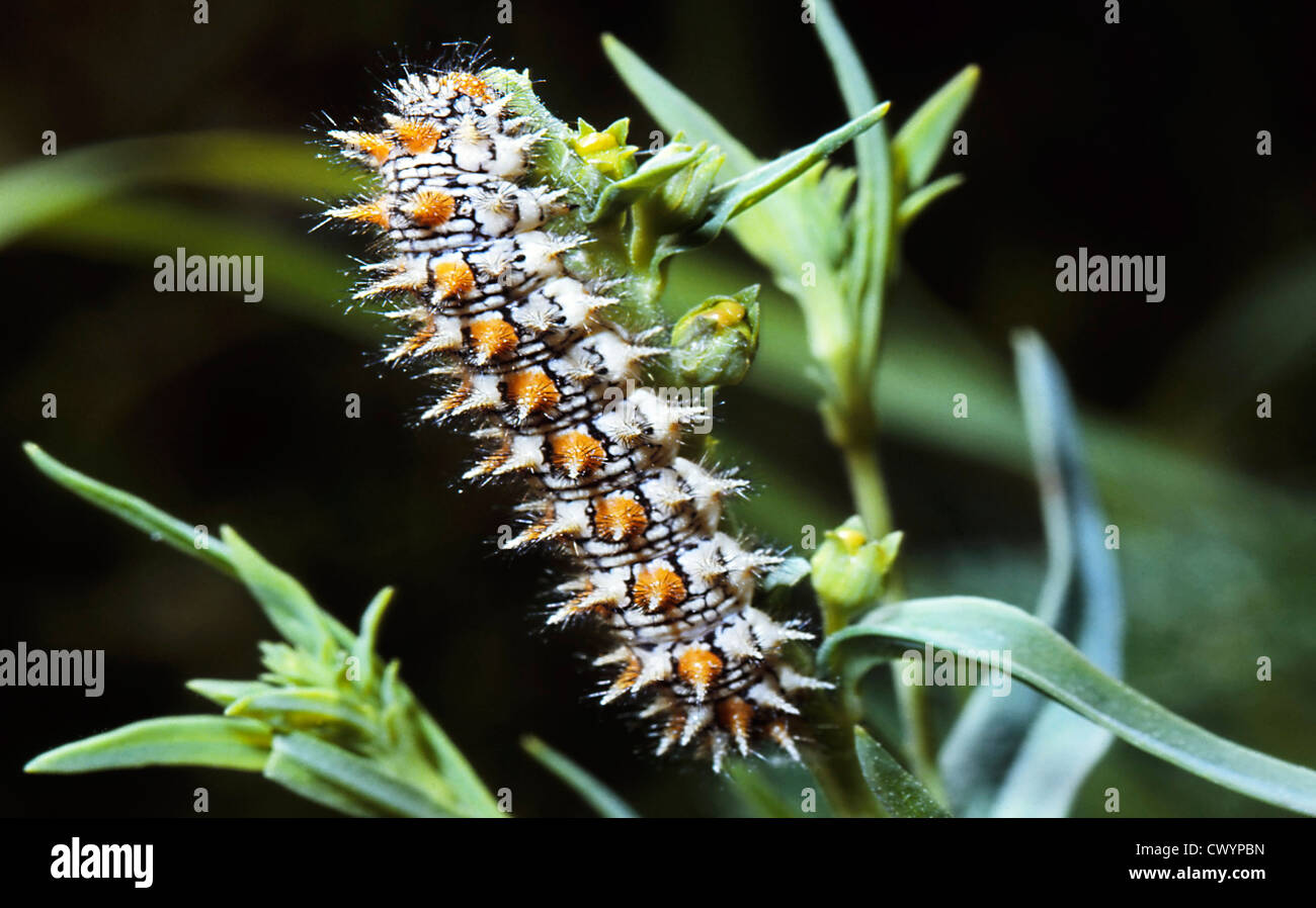 Caterpillar of a Heath Fritillary (Melitaea athalia) Stock Photo