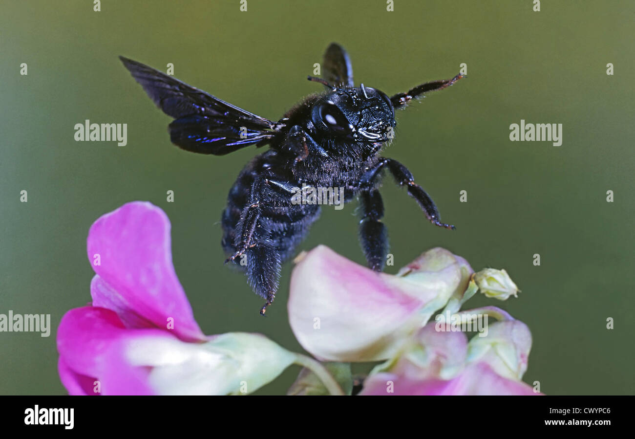 Violet carpenter bee (Xylocopa violacea) at blossom Stock Photo