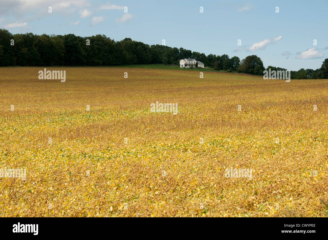 Soybean crop field house hi-res stock photography and images - Alamy