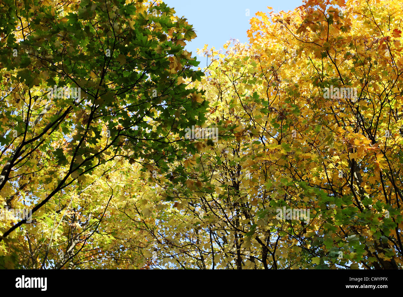 autumn leaves in the park Stock Photo - Alamy