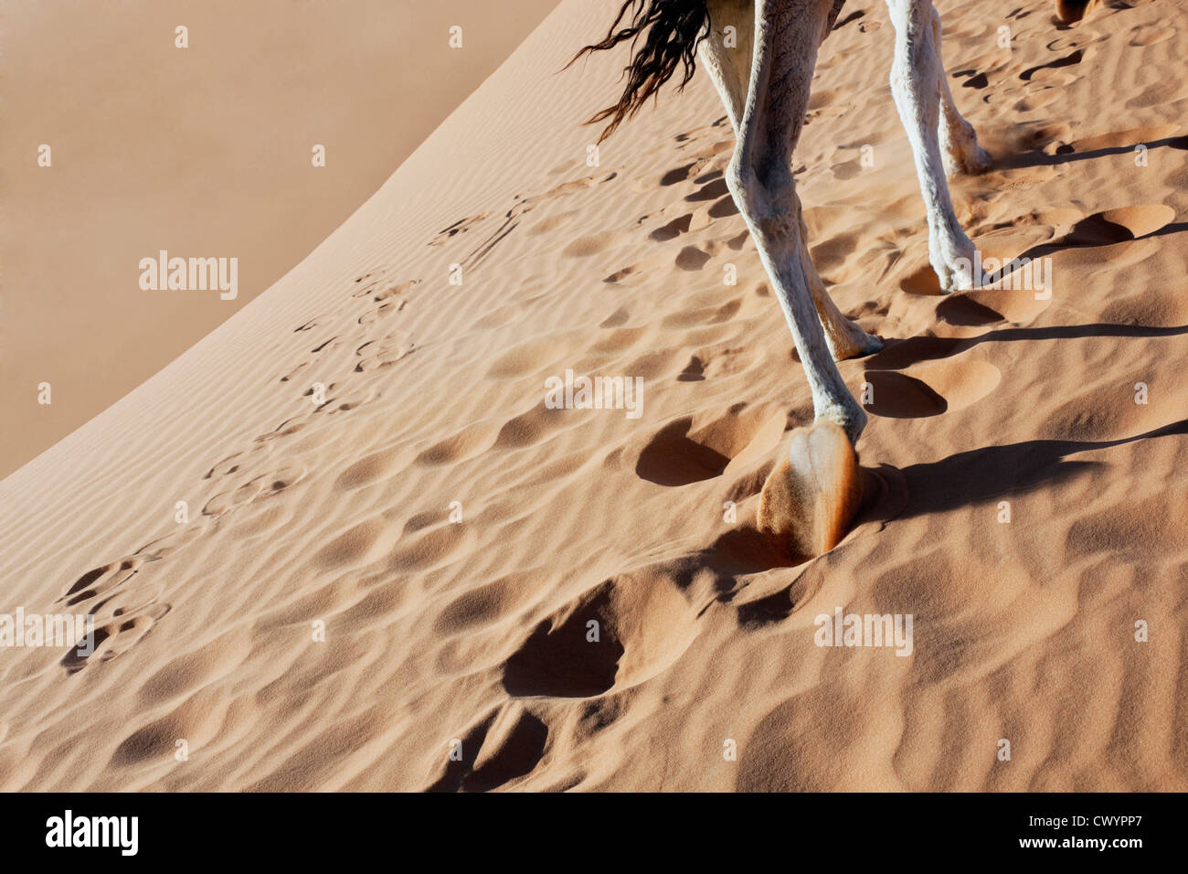 Camel legs walking in desert sand. Stock Photo