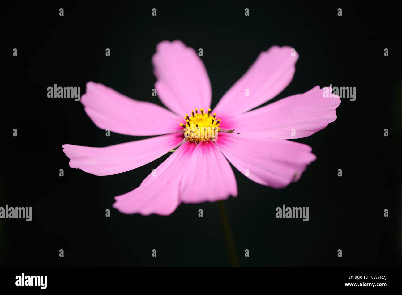 Single cosmos bloom against dark background Stock Photo
